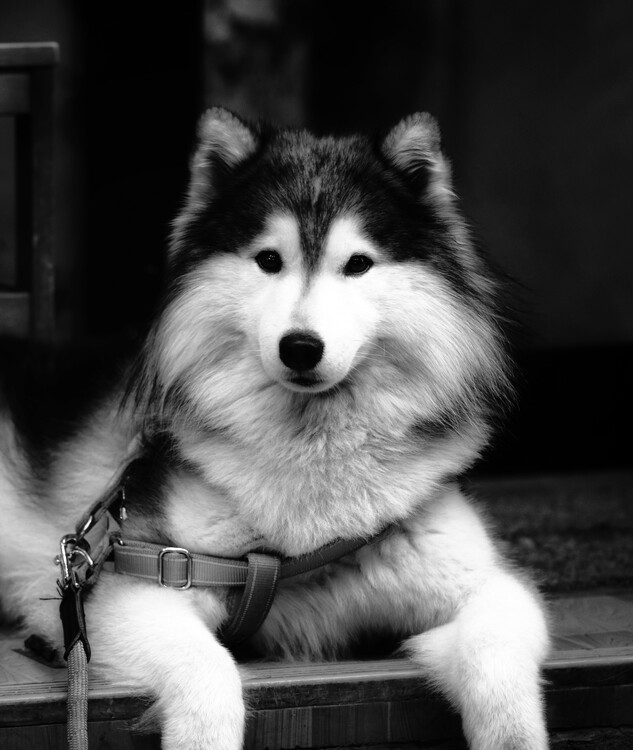 Плакат Husky Portrait