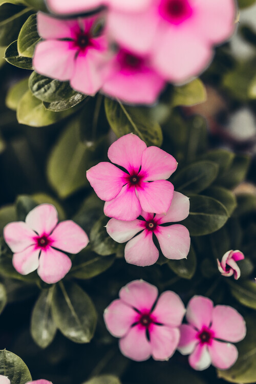 Плакат Blumen Portrait