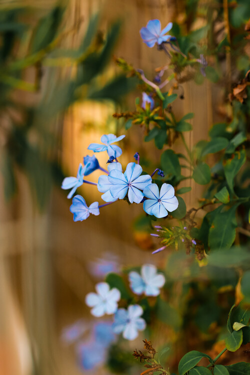 Плакат Blumen Portrait