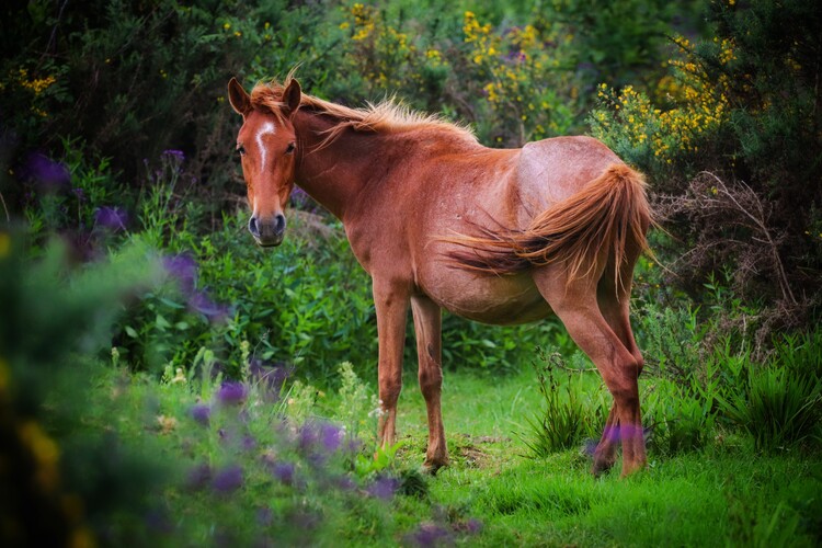 Плакат Pferde Portrait
