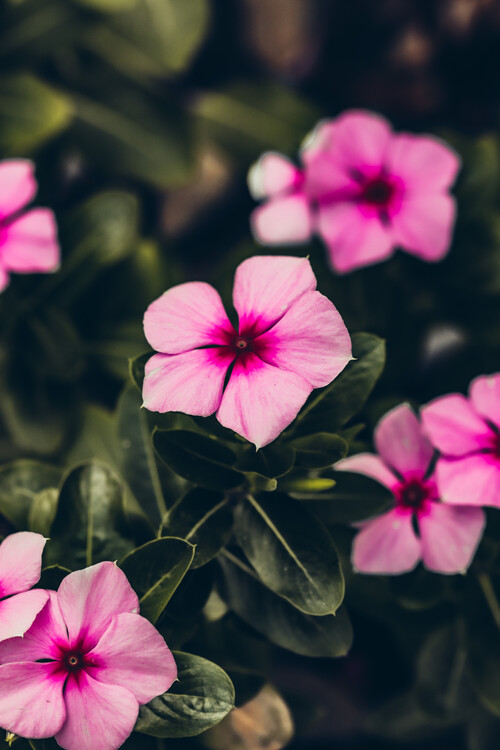 Плакат Blumen Portrait