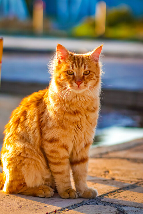 Плакат Katzen Portrait