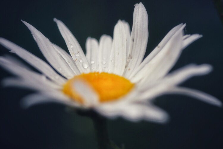 Плакат Blumen Portait