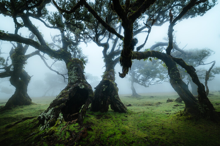 Poster The Fanal Forest in the mist