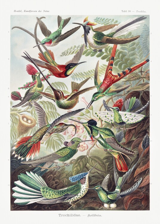 Poster Example from the family Trochilida