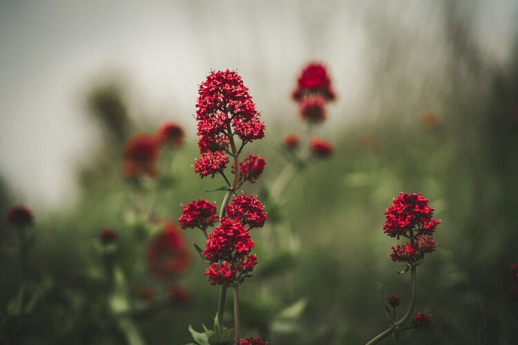 Poster Flores en invierno
