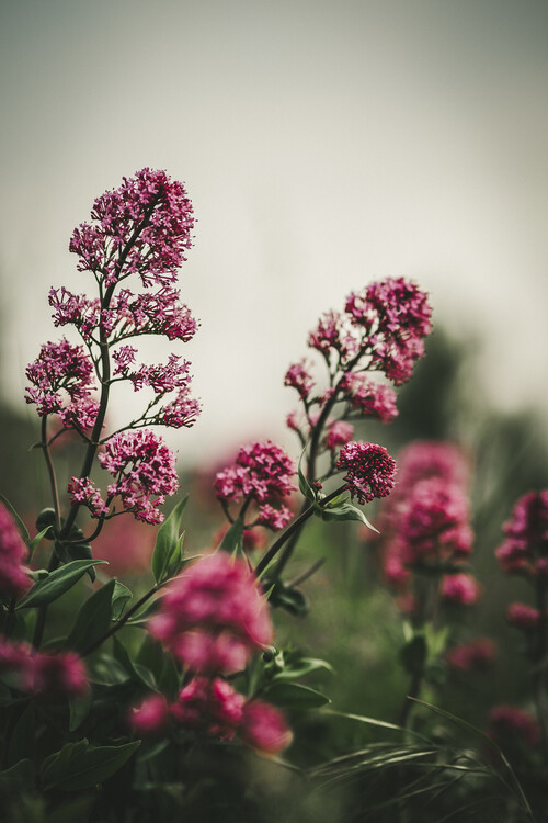 Poster Flores en invierno II