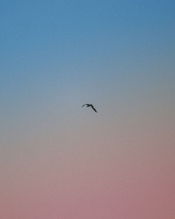 Poster Bird Mood III