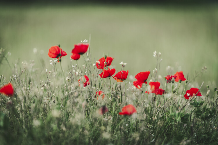 Poster Poppies I