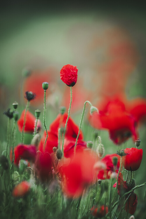Poster Poppies II