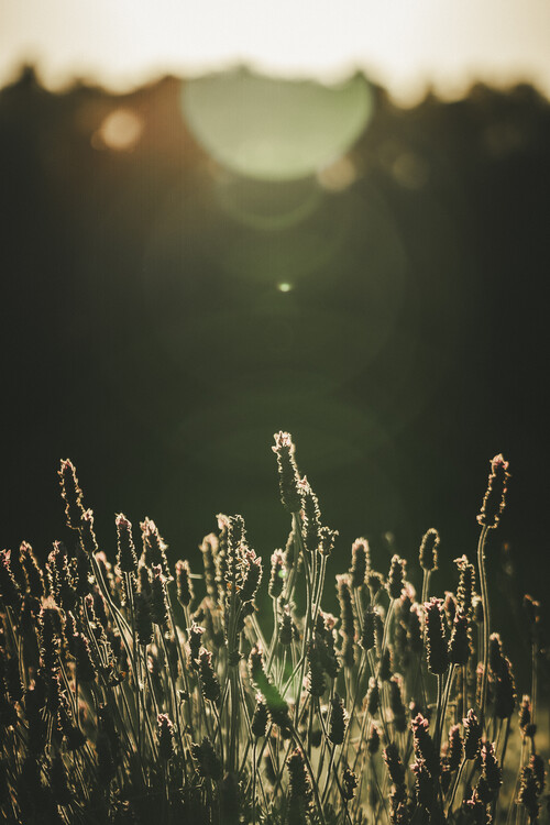 Poster Sunset in field