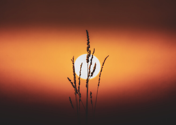 Poster Dry grass in a summer sunset