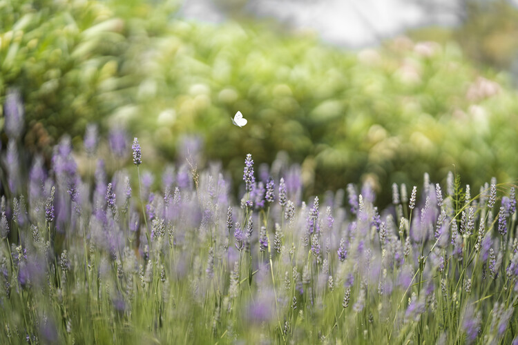 Poster Butterfly flying over lavender