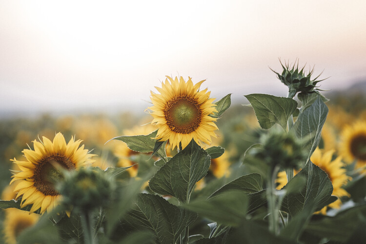 Poster Sunflower field
