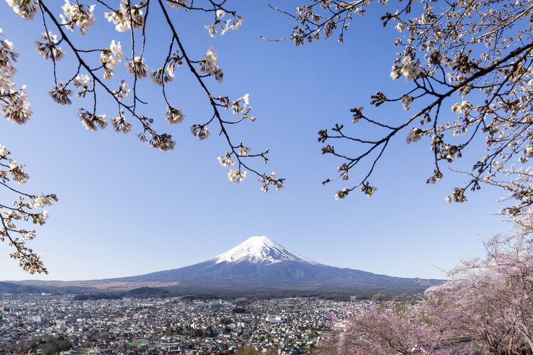 Плакат Fantastic view of Mount Fuji with cherry blossoms
