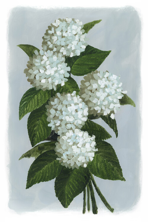 Poster Bluma hydrangea bouquet