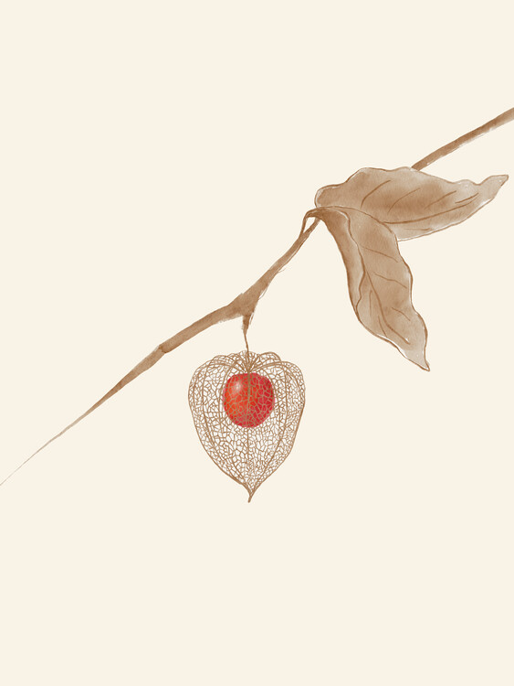 Canvas Print Physalis