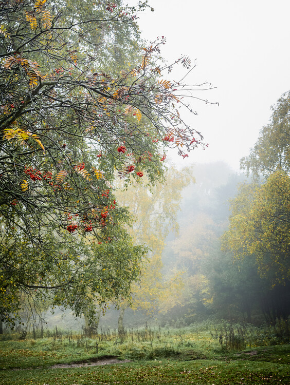 Plakát Autumn Colours