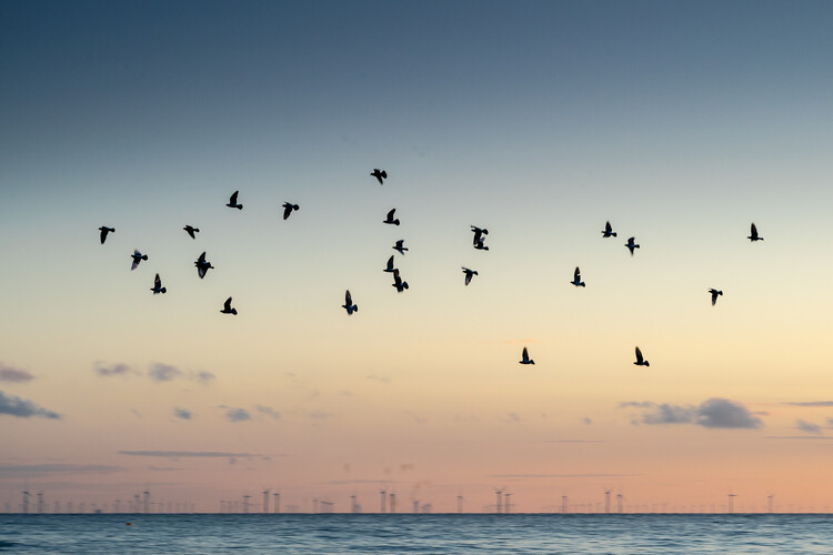 Poster Birds Flying at Sunrise