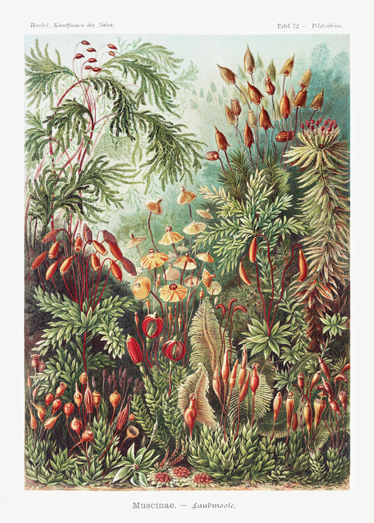 Poster Muscinae–Laubmoose (1904)