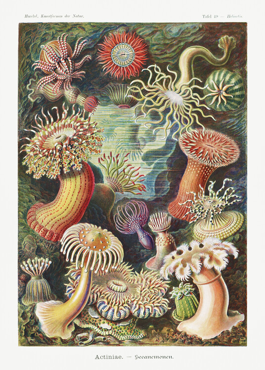 Принти на полотні Actiniae–Seeanemonen (1904)