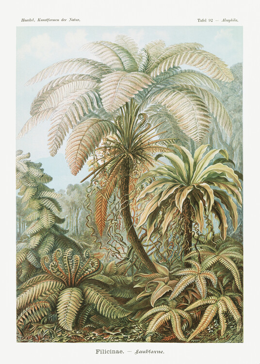 Poster Filicinae–Laubfarne (1904)