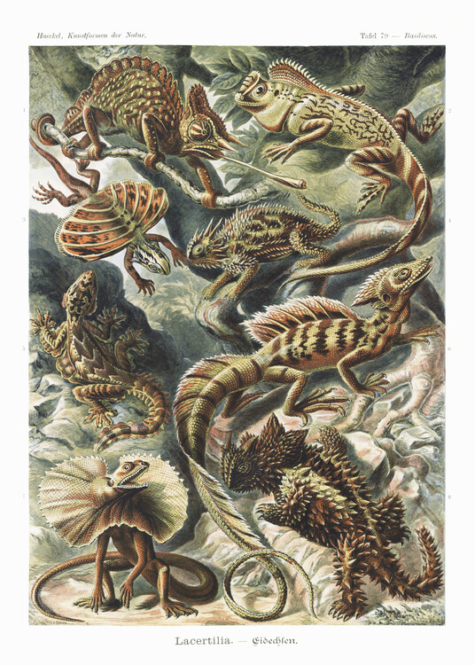 Poster Lacertilia–Eidechlen (1904)