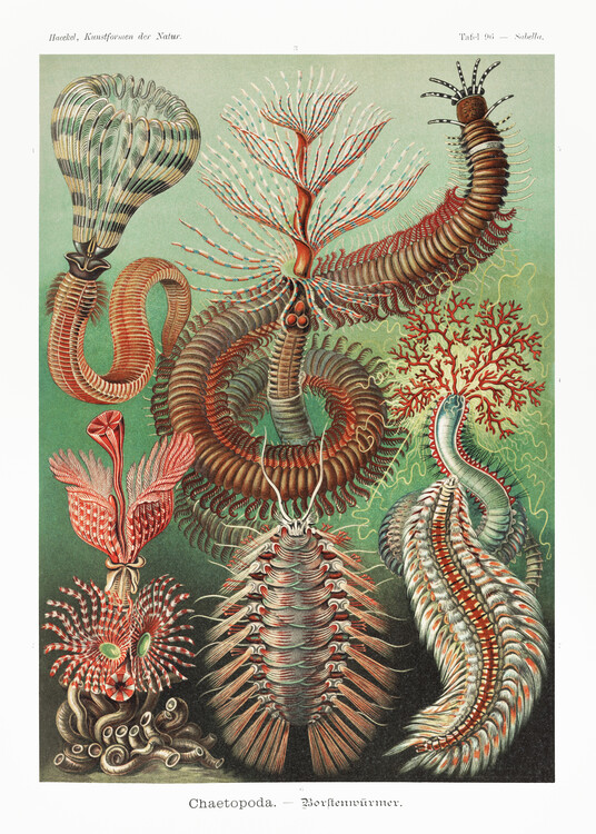 Poster Chaetopoda–Borstenwürmer (1904)