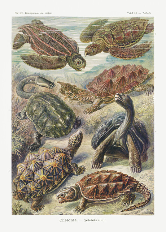 Poster Chelonia–Schildkröten (1904)