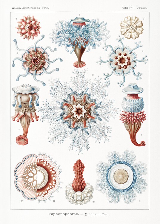 Canvastavla Siphonophorae–Staatsquallen (1904)