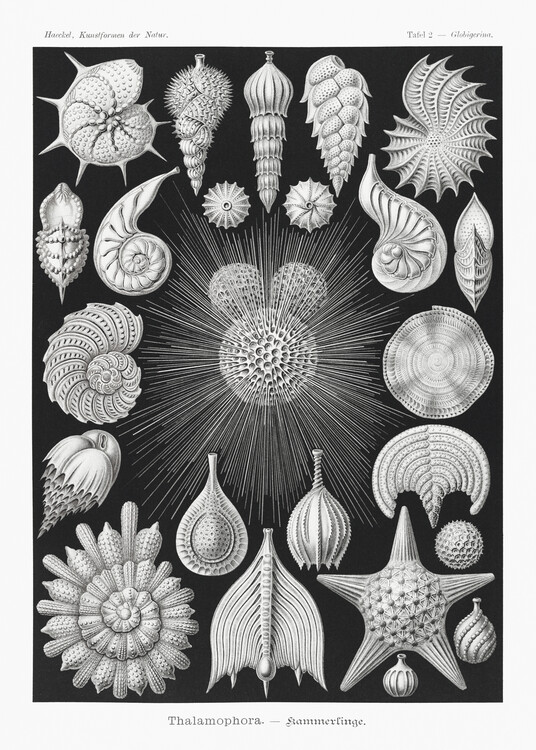 Poster Thalamophora–Kammerlinge (1904)
