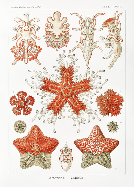 Принти на полотні Asteridea–Seesterne (1904)