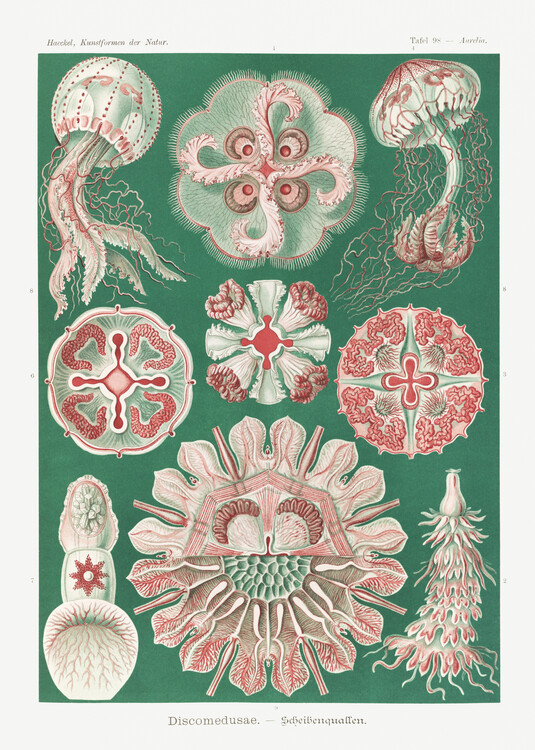 Quadro em tela Discomedusae–Schweibenquallen (1904)