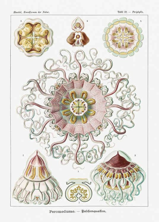 Poster Peromedusae–Talchenquallen (1904
