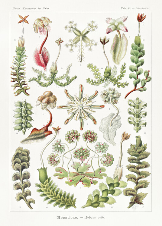 Canvastavla Hepaticae–Lebermoose (1904)