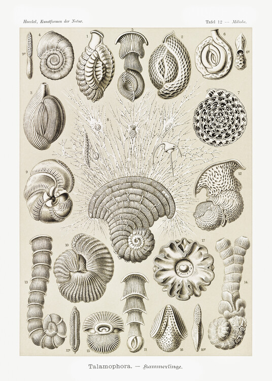 Poster Talamophora–Kammerlinge (1904)
