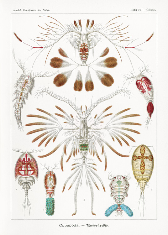 Poster Copepoda–Ruderkrebse (1904)