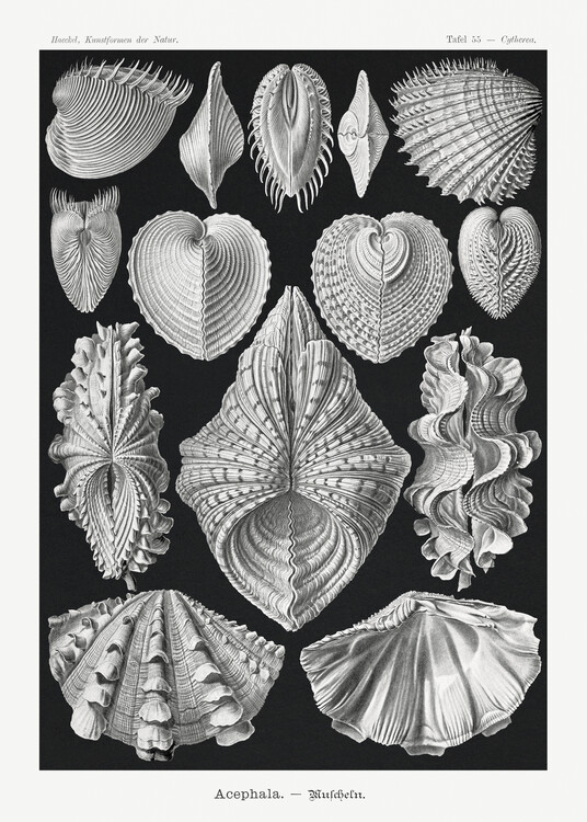 Poster Acephala–Muscheln (1904)