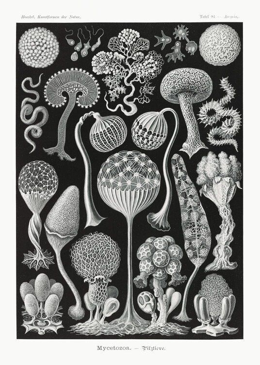 Poster Mycetozoa–Pilztiere (1904)