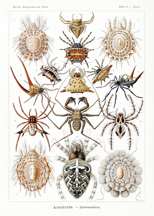 Poster Arachnida–Spinnentiere (1904)