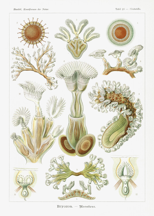 Poster Bryozoa–Moostiere (1904)