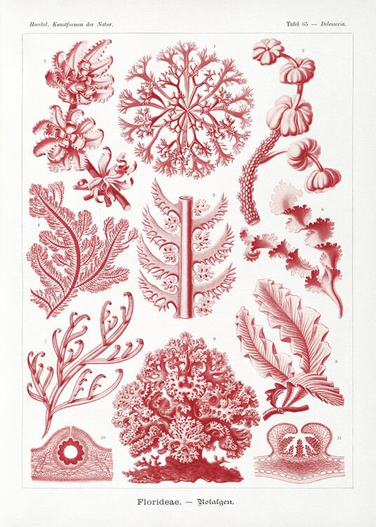 Принти на полотні Florideae–Rotalgen (1904)