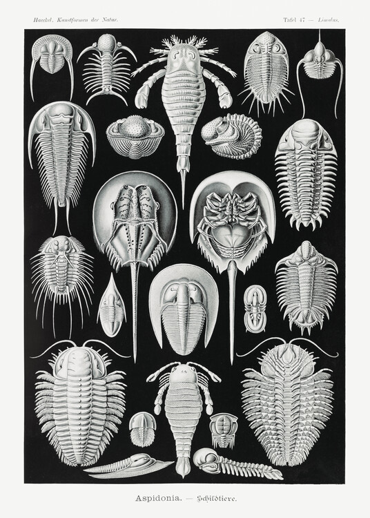 Poster Aspidonia–Schildtiere (1904)
