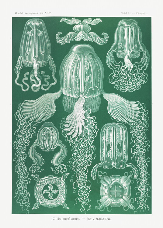 Poster Cubomedusae–Würfelquallen (1904)