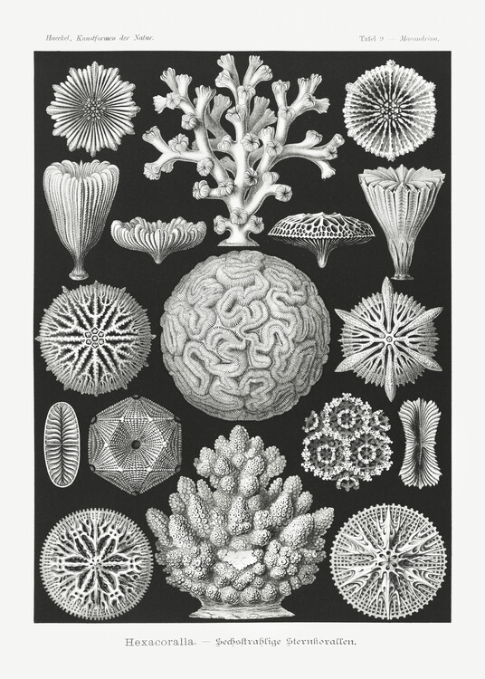 Poster Hexacoralla–Sechsstrahlige Sternkorallen (1904)