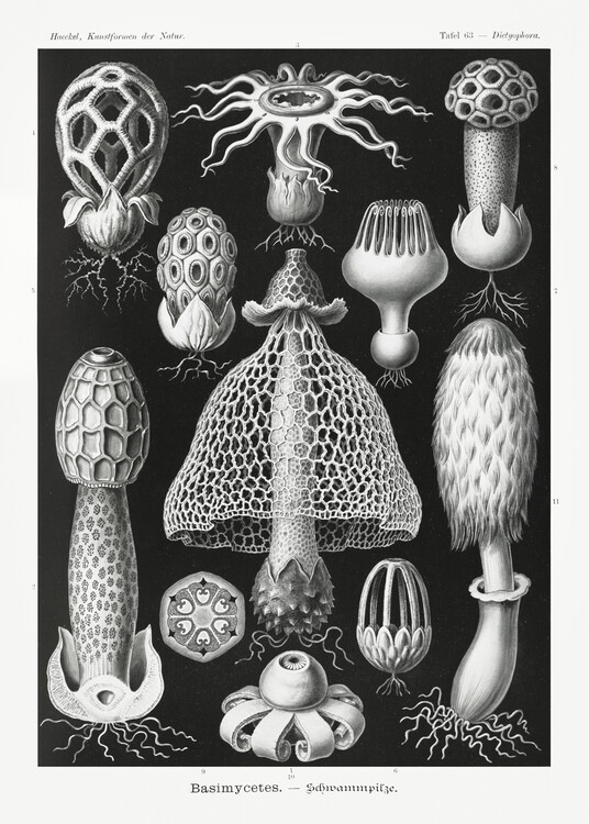 Poster Basimycetes–Schwammpilze (1904)