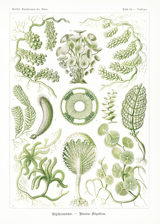 Poster Siphoneae–Riesen Algetten (1904)