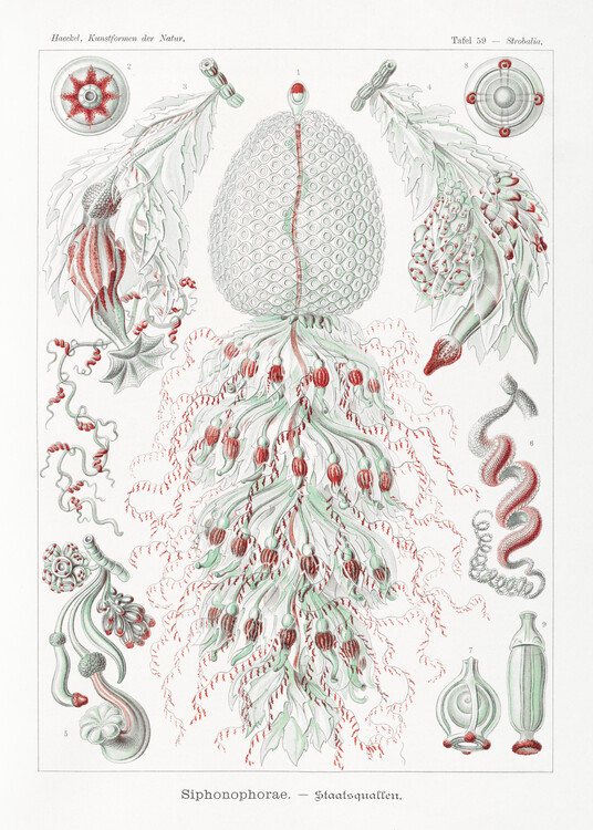 Poster Siphonophorae–Staatsquallen (1904)