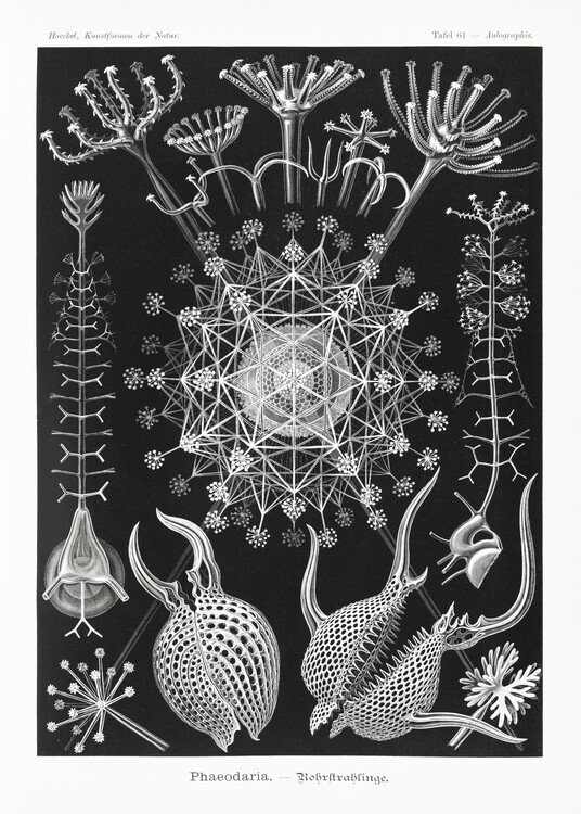 Poster Phaeodaria–Rohrstrahlinge (1904)