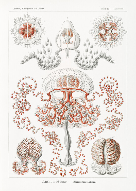 Poster Anthomedusae–Blumenquallen (1904)